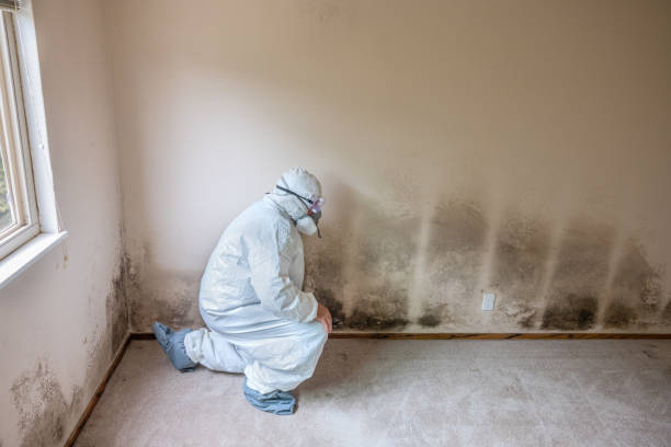 Professional Mold Inspection, Removal & Remediation in Hercules, CA